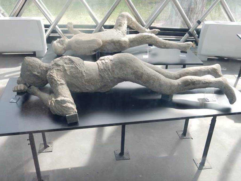Pompeii. May 2018. Victim number 10 in front. Plaster-casts from exhibition kiosk near Amphitheatre entrance.
Courtesy of Buzz Ferebee.
Cast of woman (Victim number 10) found on Via Stabiana. In front
According to Fiorelli’s description, the young woman was face down, with her head resting on her arms.
She was denuded in part of her clothing, except for some traces on her shoulders.
Her tresses were still visible with hair knotted behind her head.
She was found above the level of the Via Stabia at the north-eastern corner of VI.14, in 1875.
At the rear is the plaster-cast of a man found in the garden area of I.6.2.