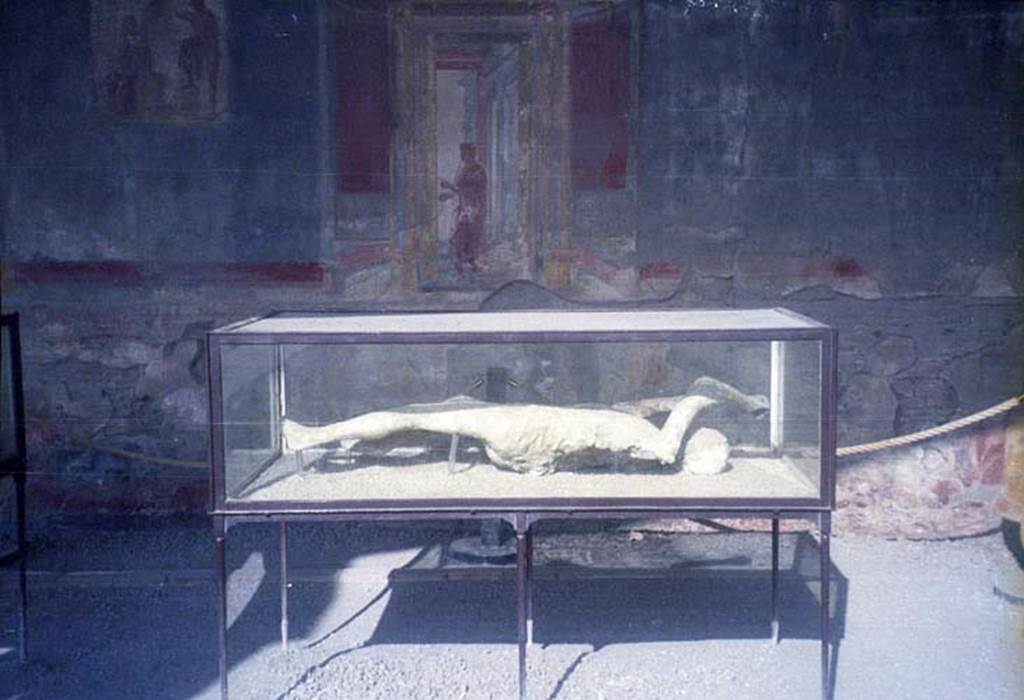 Victim 14. July 2011. Plaster cast of photographed in north-west corner of Macellum.
Photo courtesy of Rick Bauer.
According to Dwyer, described as victim 15, this plaster cast was a woman of mature age.
She had been found lying face down on her stomach and half-clothed, her arms stretched before her.
See Dwyer, E., 2010. Pompeii’s Living Statues. Univ. of Michigan Press: (p.106-7)
According to Garcia y Garcia, she was known as victim 14.
This victim was recovered from near the Porta Stabia on 11th October 1889.
She had fallen face down but was always displayed as if she was found lying on her back.
See Garcia y Garcia, L., 2006. Danni di guerra a Pompei. Rome: L’Erma di Bretschneider. (p. 193-4, Figg. 451-3).
DNA was extracted and histological collection from a fragment of the fourth distal phalanx from the right hand was made.
The victim, now numbered as 14, is now identified as an adult male of over 20 years of age.
The drapery of the robes stands out especially on the torso, while the texture of the fabric is legible on the buttocks and thighs.
See Osanna, N., Capurso, A., e Masseroli, S. M., 2021. I Calchi di Pompei da Giuseppe Fiorelli ad oggi: Studi e Ricerche del PAP 46, p.348-9, calco n. 14.
Near them were found the impressions of some trees, one of which it was possible to cast. Its height is 3.40m, and the diameter of the trunk is about 0.40m.
See Notizie degli Scavi di Antichità, 1889 (p. 369 and p. 407)
It proved to be a laurel which bears round fruit in the autumn, adding weight to Ruggiero’s (and Fiorelli’s) conviction that the volcano had erupted on 23rd November and not 24th August.
See Dwyer, E., 2010. Pompeii’s Living Statues. Univ. of Michigan Press: (p.106)