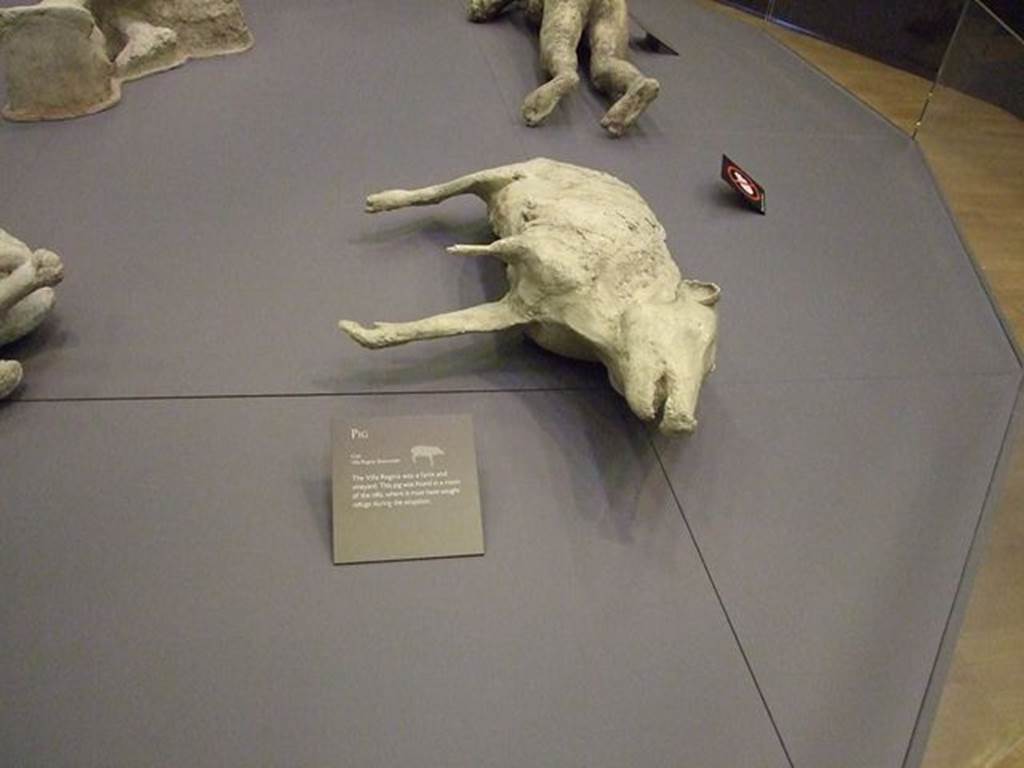 Villa Regina, Boscoreale. The information card says: The villa was a farm and vineyard. This pig was found in a room of the villa, where it must have sought refuge during the eruption.
Photographed at “A Day in Pompeii” exhibition at Melbourne Museum. September 2009.
Victim 66 was found in 1979 in the cubiculum, room XVI, at Villa Regina Boscoreale.
It had fallen on its left side.
See Osanna, N., Capurso, A., e Masseroli, S. M., 2021. I Calchi di Pompei da Giuseppe Fiorelli ad oggi: Studi e Ricerche del PAP 46, p. 474-5, Calco n. 66.