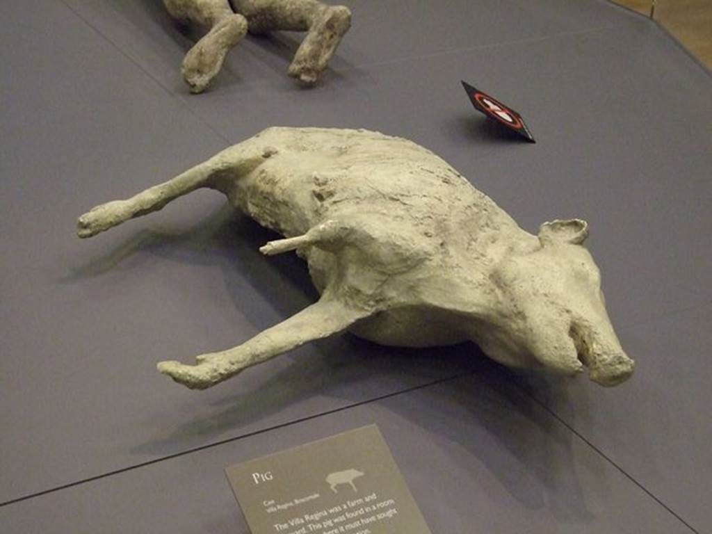 Villa Regina, Boscoreale. Pig found in a room of the villa, where it must have sought refuge during the eruption.
Photographed at “A Day in Pompeii” exhibition at Melbourne Museum. September 2009.
The cast, although incomplete due to the lack of the left hind leg and the gaps in the right front leg and the abdomen on the left side, is also successful due to the precision of the impression, which faithfully reproduces the details of the hooved legs, the bristles on the back of the animal and the muzzle, from the large nose to the open mouth, from the eyes to the small, pointed ears.
See Osanna, N., Capurso, A., e Masseroli, S. M., 2021. I Calchi di Pompei da Giuseppe Fiorelli ad oggi: Studi e Ricerche del PAP 46, p. 474, Calco n. 66.