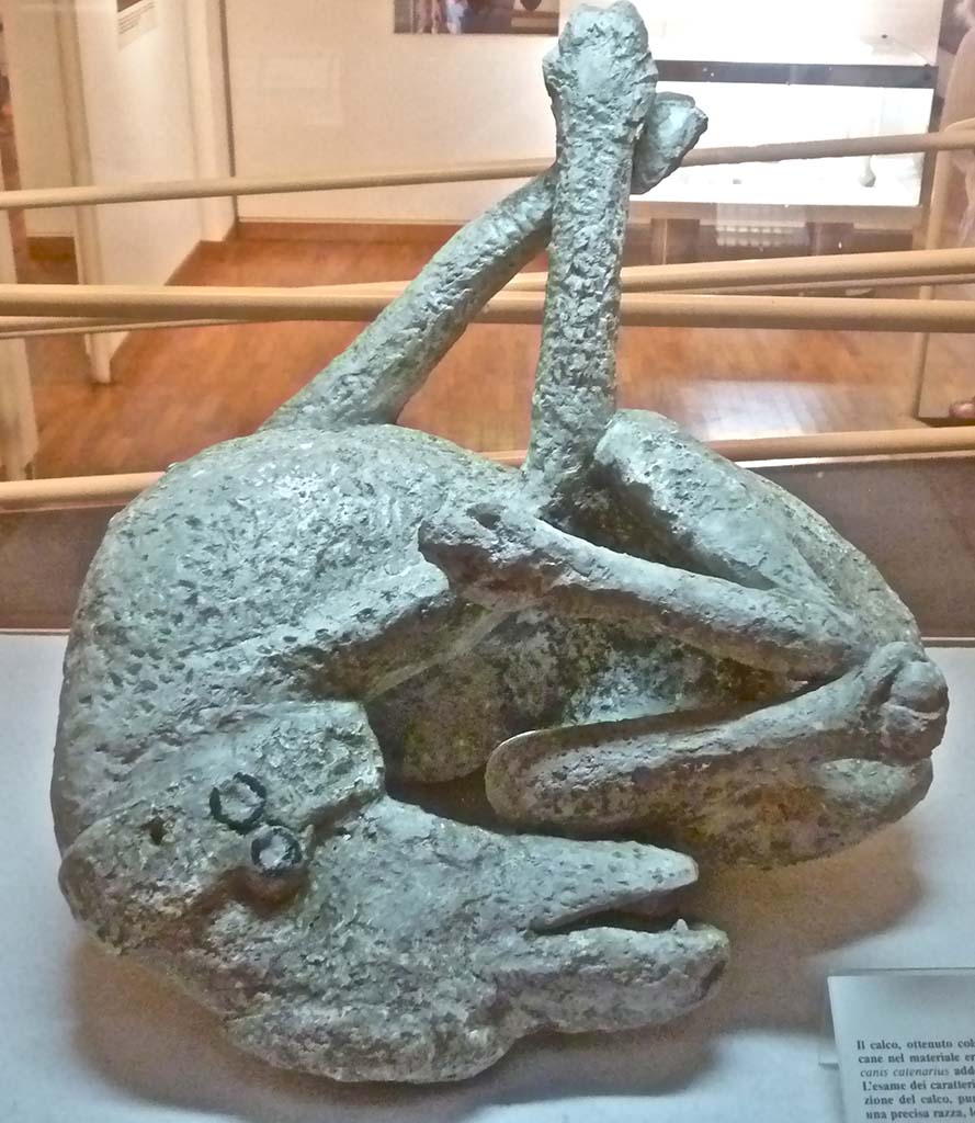 Victim number 8. 2011. Cast of watchdog on display in Boscoreale Antiquarium.
Photo courtesy of Michael Binns.
La scheda informativa del museo dice
Il calco ottenuto colando gesso nell'impronta lasciata dal cane nel materiale eruttivo del 79, mostra un esemplare di Canis Catenarius addetto, cioè alla custodia della casa.
L'esame dei caratteri morfologici, reso possibile dalla perfezione del calco, pur non consentendo la identificazione di una precisa razza, lo colloca, tuttavia tra quelli adatti anche alla caccia.
The museum information card says
The cast obtained by pouring plaster into the imprint left by the dog in the eruptive material of 79, shows a specimen of Canis Catenarius assigned, that is to the custody of the house.
The examination of the morphological characteristics, made possible by the perfection of the cast, while not allowing the identification of a precise breed, places it, however among those suitable also for hunting.