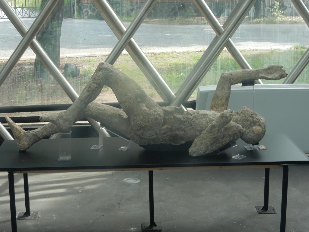 Victim 79. May 2018. Cast on display at Pompeii in the display area near the amphitheatre entrance. Photo courtesy of Buzz Ferebee.
With his beautiful, muscled legs, we are wondering if he was the other plaster-cast taken in the Palaestra by Maiuri in 1937 and described as “a man still appearing to be running, even in death”.
See Notizie degli Scavi, Anno 1939, Fascicoli 7, 8, 9, on pages 165-238
It could be hypothesized that it is the cast created on 8-9 January 1951 during the excavation of the central area of the Palestra Grande, but there are no archive photos to verify this.
The type of cast is similar, in features and accuracy, to those of the Porta Nocera casts, created 5 years later.
However, even if the left hand is not far from the face, it is not exactly in the position of someone who protects his mouth with his hands, like the cast mentioned by Maiuri.
See Osanna, N., Capurso, A., e Masseroli, S. M., 2021. I Calchi di Pompei da Giuseppe Fiorelli ad oggi: Studi e Ricerche del PAP 46, p. 502-4, Calco n. 79.
