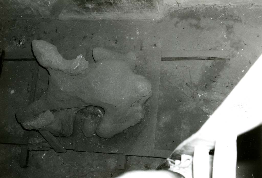 V.3.2 Pompeii. 1902. Possible victim number 2 in I.8.17 Pompeii. 1968. Casa dei Quattro Stili, cubiculum NE of atrium, cast of victim 85 from above.
This cast is not from this house.
Photo courtesy of Anne Laidlaw.
American Academy in Rome, Photographic Archive. Laidlaw collection _P_68_14_25.
Victim 85 is probably a male, aged over 20 years.
The date and place of discovery is unknown.
Two hypotheses are put forward:
1. It is possible it may come from I.21.2/6, the Orto dei Fuggiaschi, recorded in the excavation diary on the 10th of April 1961.
2. It may be a cast made in 1902 during the excavation of the taberna V.3.2. Three casts were made, and all were recorded as unsuccessful (malriusciti).
See Osanna, N., Capurso, A., e Masseroli, S. M., 2021. I Calchi di Pompei da Giuseppe Fiorelli ad oggi: Studi e Ricerche del PAP 46, pp. 515-6, Calco n. 85.
The right leg seems to still be attached to the body and part of the head can be seen.
This could be the second of the casts recorded in 1902 with only a portion of the trunk.
See Osanna, N., Capurso, A., e Masseroli, S. M., 2021. I Calchi di Pompei da Giuseppe Fiorelli ad oggi: Studi e Ricerche del PAP 46, pp. 515, Calco n. 85.
Paribeni in NdS 1902, records: In fact, on the following 10th June only the cast of an arm with the upper part of the chest and the head emerged from a skeleton; of another, a portion of the trunk, and of a third, the almost complete cast. All these casts, however, due to the void being occupied in many places by lapilli, were very unclear and such that no value could be attributed to them.
See Notizie degli Scavi di Antichità, 1902, p. 379.