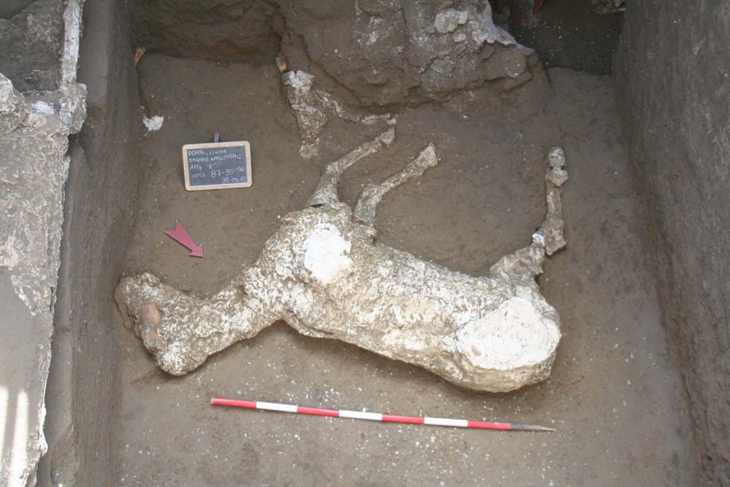 Victim 91. January 2018. Plaster cast of the horse of loc. Cività Giuliana. The animal rests on the ground on its left side, with the right side visible.
The hind limbs seem to have been disturbed by the activities of the grave robbers who have targeted the area in recent times.
The visible skeletal remains of the animal show good ossification, indicating an adult individual. The radiological examination of the skeleton will be able to yield more precise information in this regard, and also supply information on the osteological health of the animal (eg. skeletal pathology).
Identification of a species is currently not completely certain. From a preliminary analysis based on the morphology of the outline, proportions and height at the withers (the measurement from the shoulder - scapula - to the ground), it seems probable that the discovered equid is a horse (Equus caballus).
Vittima 91. Gennaio 2018. Calco in gesso del cavallo di loc. Civita Giuliana. L'animale poggia sul suolo con il fianco sinistro e mostra allo sguardo quello destro. Gli arti posteriori sembrano sconvolti dalle attività dei tombaroli che hanno interessato l'area in tempi recenti.
I resti scheletrici visibili dell'animale mostrano una buona ossificazione riconducibile ad un individuo adulto. L'esame radiologico dello scheletro potrà restituire dati più precisi al riguardo ed anche fornire informazioni sullo stato di salute osteologica dell'animale (es. patologie scheletriche).
L'attribuzione alla specie non è al momento del tutto certa. Da un'analisi preliminare basata su morfologia della sagoma, proporzioni e altezza al garrese (la misura dalla spalla -scapola- a terra) sembra probabile che l'equide ritrovato sia un cavallo (Equus caballus).
Photograph © Parco Archeologico di Pompei.