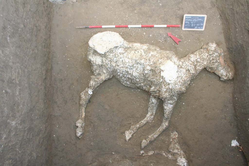 Victim 91. January 2018. Plaster cast of the horse of loc. Cività Giuliana. Calco in gesso del cavallo di loc. Civita Giuliana.
The animal displays a height at the withers of approx. 150 cm. One must bear in mind that ancient horses were probably smaller compared to those alive today. It is all the more remarkable, therefore, that the Cività Giuliana horse exhibits dimensions which were considerable for the time, which could suggest the existence of selectively bred individuals in the area of Pompeii in AD 79.
In addition, the horse exhibits an iron harness with small bronze studs in the skull area. This presence could attest to the value and role of this animal.
Other remains of equids have been identified in the area of the 'thunder' collapse, whose collapse itself could have been caused by the presence of a significant number of cavities in the sediment, corresponding to the animal carcasses.
Columella (De Re Rustica, VI, 27) reports that "equine livestock was divided into three categories. There was a more noble breed, which lent the horse well to circus games and races; then there were mules which, for the benefits gained from their offspring, could be compared to the noble breed; and finally, to speak of the least precious of all, the vulgar breed should be mentioned, which produced mediocre males and females".
The Cività Giuliana horse must have belonged to the 'noblest breed'. It was an indicator of the wealth of its owner due to its imposing size, likely the result of careful breeding, and to the precious harness in iron and bronze. This horse must have been a symbolic animal, which unfortunately, despite its high symbolic value, suffered the same fate as many other equids present in the numerous stables (e.g. equids of the Chaste Lovers) which were widespread in Pompeii and the extra-urban villas at the time of the eruption in AD79.
Vittima 81. Gennaio 2018. L'animale mostra un'altezza al garrese di ca. 150 cm. Sebbene, bisogna tener presente che i cavalli antichi erano probabilmente di taglia ridotta rispetto a quelli attuali, il cavallo di Civita Giuliana ha dimensioni considerevoli, per l'epoca, che potrebbero suggerire l'esistenza di individui altamente selezionati nell'area di Pompei nel 79 d.C.
Il cavallo mostra, inoltre, nella zona del cranio finimenti in ferro con piccole borchie in bronzo (FIGURA 2). Tale presenza potrebbe essere ricondotta al valore e ruolo di questo animale.
Altri resti di equidi sono stati individuati nella zona del crollo del "tuono", il cui crollo stesso potrebbe essere stato causato dalla presenza di un numero consistente di vuoti nel sedimento, corrispondenti a carcasse di animali.
Columella (De Re Rustica, VI, 27) riporta che il bestiame equino si divideva in tre categorie. Vi era una razza più nobile, che offriva cavalli per i giochi del circo e per le gare; poi vi erano i muli, che per i guadagni dati dalla loro prole potevano essere paragonati alla razza nobile; ed infine, come meno pregiata di tutte, viene menzionata la razza volgare, che produceva mediocri maschi e femmine.
Il cavallo di Civita Giuliana doveva far parte della "razza più nobile". Esso era uno indicatore della ricchezza del padrone per la sua imponenza dimensionale, probabilmente frutto di accurate selezioni, ed i sui finimenti di pregio, in ferro e bronzo. Questo cavallo deve essere stato un animale di rappresentanza che, purtroppo, nonostante l'alto valore simbolico, ha subito lo stesso destino di molti altri equidi presenti nelle numerose stalle (es: equidi dei Casti Amanti) diffuse a Pompei e nelle ville extraurbane al tempo dell'eruzione del 79 d.C.
Photograph © Parco Archeologico di Pompei.