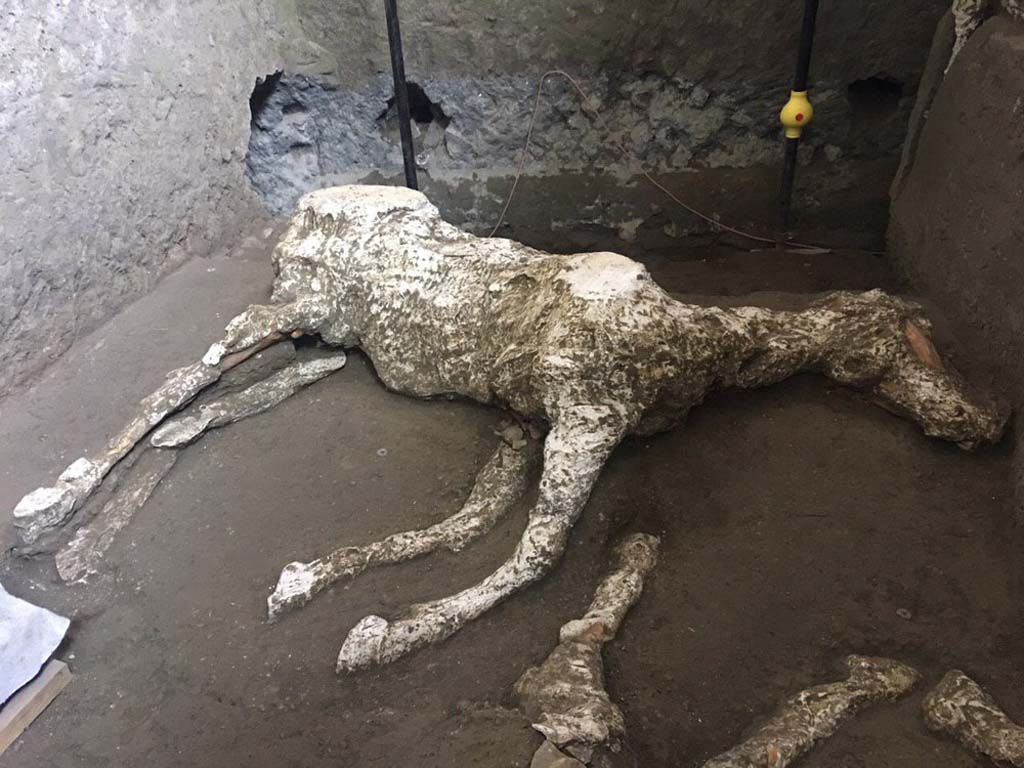 January 2018. Cast of first horse, victim 91, and of the legs of second horse.
Victim 91 is an adult male horse.
The horse was found in the Villa Imperiale in località Civita Giuliana, in the stables (room E).
See Osanna, N., Capurso, A., e Masseroli, S. M., 2021. I Calchi di Pompei da Giuseppe Fiorelli ad oggi: Studi e Ricerche del PAP 46, p. 535-6, Calco n. 91.
Gennaio 2018. Calci del primo cavallo, vittima 91, e delle gambe del secondo cavallo.
La vittima 91 è un cavallo maschio adulto.
Il cavallo è stato ritrovato nella Villa Imperiale in località Civita Giuliana, nella stalla (ambiente E).
Vedi Osanna, N., Capurso, A., e Masseroli, S. M., 2021. I Calchi di Pompei da Giuseppe Fiorelli ad oggi: Studi e Ricerche del PAP 46, p. 535-6, Calco n. 91.
Photograph © Parco Archeologico di Pompei.