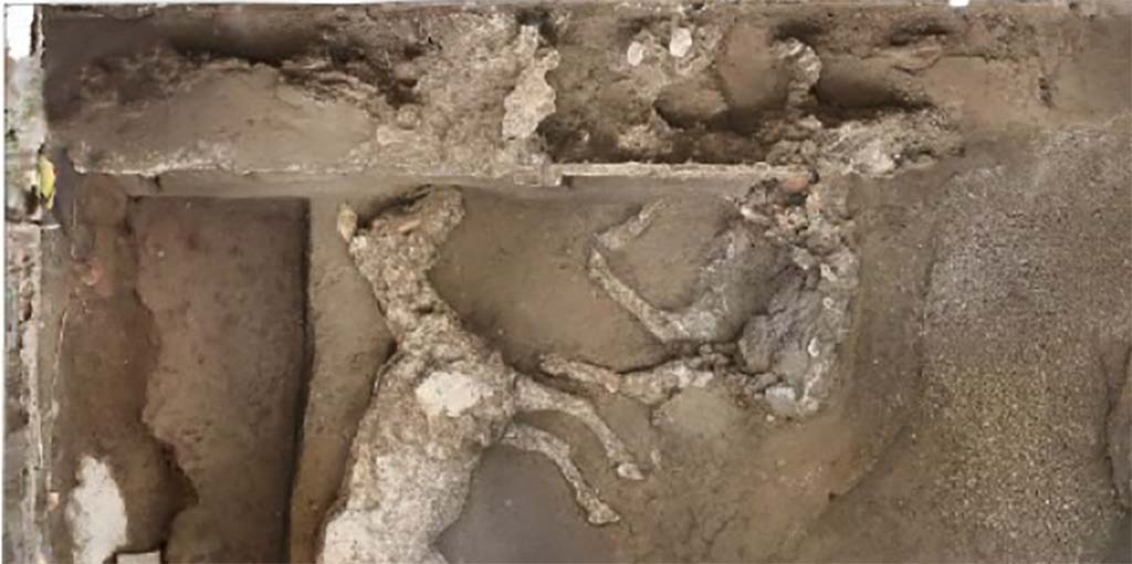 July 2018. The current excavation operations, which began in July, have fully unearthed this room and have identified the remaining part of the second horse.
It is laying on its right side, with the skull resting on the front left leg.
Presumably tied to the trough, it was unable to struggle free.
Luglio 2018. Le attuali operazioni di scavo, avviate nel mese di luglio, hanno messo in luce integralmente tale ambiente e hanno individuato la parte restante del secondo cavallo.
È disteso sul lato destro, con il cranio appoggiato sulla gamba anteriore sinistra.
Presumibilmente legato alla mangiatoia, non era riuscito a divincolarsi.
Photograph © Parco Archeologico di Pompei.