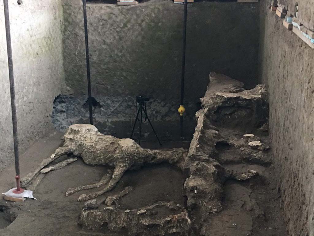 December 2018. In the initial phase of excavation begun in March, a wooden trough (a cast of which was made), the complete outline of a horse and the legs of a second animal were identified. The current excavation operations, which began in July, have fully unearthed this room and have identified the remaining part of the second horse.
Among the identified rooms, a stable emerged containing equine remains. The cast technique has allowed us to identify a trough whose structure, probably constructed in perishable materials, is still visible, thanks entirely to the plaster cast.
In the same way, in the central part of the stable, the identification of a cavity caused by the decay of organic material has allowed us to create a plaster cast of an equid.
Dicembre 2018. Nella prima fase di scavo era stata identificata una mangiatoia lignea di cui è stato possibile realizzare un calco, la sagoma integra di un cavallo e le zampe di un secondo animale. Le attuali operazioni di scavo, avviate nel mese di luglio, hanno messo in luce integralmente tale ambiente e hanno individuato la parte restante del secondo cavallo.
Tra gli ambienti individuati è emersa una stalla con resti equini. La tecnica dei calchi ha permesso di identificare una mangiatoia la cui struttura, probabilmente costruita in materiale deperibile, è ancora visibile unicamente grazie al calco in gesso.
Allo stesso modo l'individuazione, nella zona centrale della stalla, di un vuoto causato dal deperimento di materiale organico, ha consentito la realizzazione di un calco in gesso di un equide.
Photograph © Parco Archeologico di Pompei.