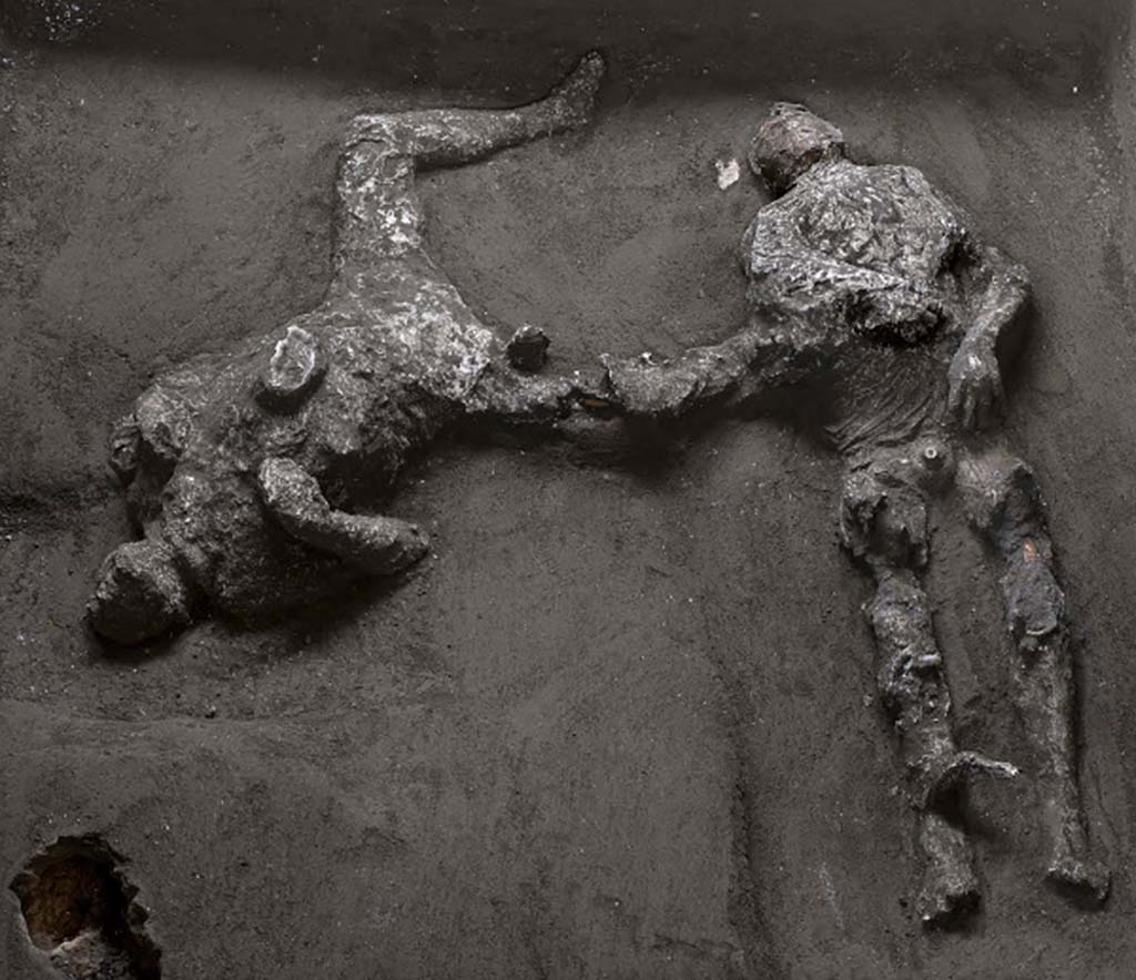 November 2020. The two victims of Cività Giuliana, the latest casts of Pompeii. The bodies were found in a side room of the cryptoporticus.
Studies revealed that the first victim 92 (on right), with his head tilted, and his teeth and skull visible, was a young man, between 18 and 23/25 years of age, who was approximately 156cm tall.
The robust stature of the second victim 93 (on left), particularly in the thorax area, suggests once again that this is a man, though older than the other victim, aged between 30 and 40 years and approximately 162cm tall.
Roughly 1 metre east of the first victim, and 80cm east of the second, other holes were discovered during excavation works. Here too, plaster was poured in, revealing the presence not of victims but of objects which had perhaps been lost during the escape. Manual exploration of these ‘voids’, and the shape revealed by the plaster casts, revealed that these were heaps of cloth, with large and heavy folds; in particular the heap close to the first victim could be interpreted as a woollen mantle, which the young ‘slave’ had evidently taken with him during the escape.
Novembre 2020. Le due vittime di Civita Giuliana: gli ultimi calchi di Pompei. I corpi sono stati individuati in un vano laterale del criptoportico.
La prima vittima (a destra), con il capo reclinato, denti e ossa del cranio visibili, dai primi studi risulta essere un giovane, fra i 18 e i 23/25 anni, alto circa 156 cm.
La robustezza della vittima (a sinistra), soprattutto a livello del torace, suggerisce che anche in questo caso sia un uomo, più anziano però rispetto all’altra vittima, con un’età compresa tra i 30 e i 40 anni e alto circa 162 cm.
A 1 m circa ad est dalla prima vittima e a circa 80 cm a est della seconda, nel corso dei lavori di scavo si sono rinvenuti altri fori; anche in questo caso si è colato il gesso rivelando la presenza non di vittime bensì di oggetti, forse persi durante la fuga. L’esplorazione manuale di questi “vuoti”, poi la forma rivelata dal gesso hanno mostrato che si tratta di cumuli di stoffa con grosse e pesanti pieghe; in particolare il cumulo vicino alla vittima 1 sembra essere interpretabile come un mantello in lana, evidentemente portato con se nella fuga dal giovane “schiavo”.
Photograph © Parco Archeologico di Pompei.