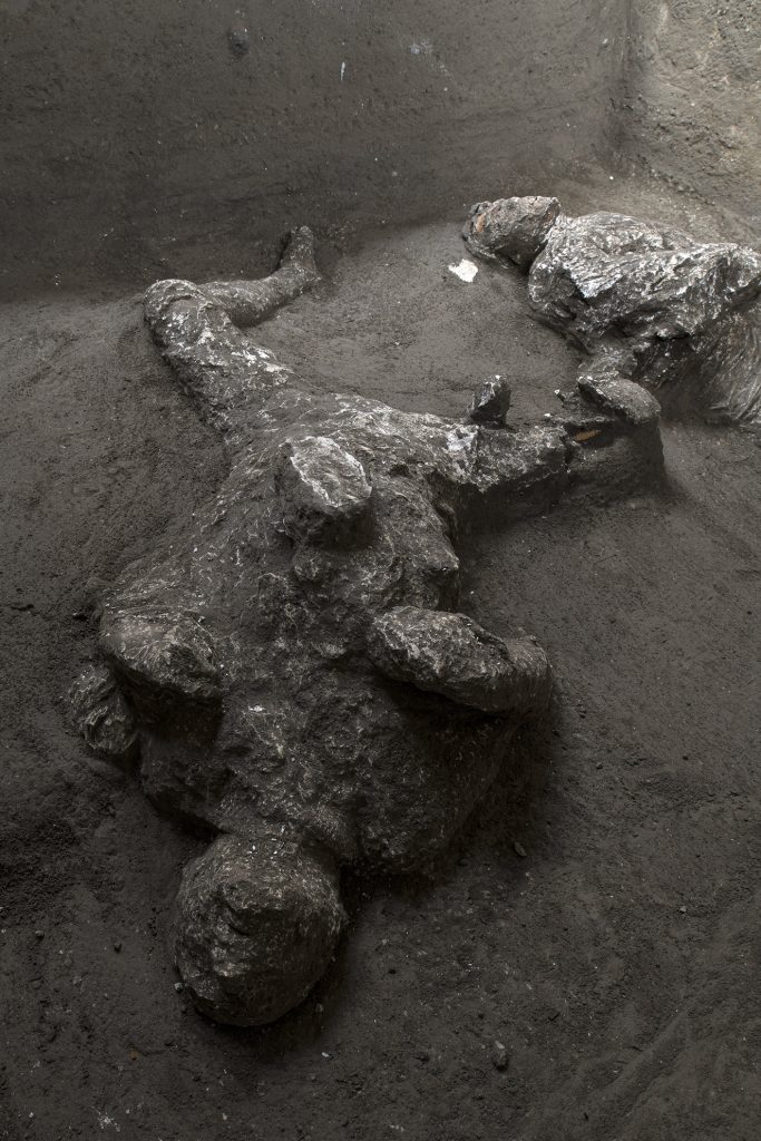 Victim 93. November 2020. Second victim.
The second victim was found in an attitude that was completely different to the first, but which is similar to that found in other plaster casts at Pompeii: the head has fallen backwards into the cinerite, at a lower level than the body, and the plaster cast has outlined the chin, lips and nose, while the skull is preserved. The arms are folded with the hands on the chest, similar to a position seen in other casts, whilst the legs are spread apart with the knees bent.
The robust stature of the victim, particularly in the thorax area, suggests once again that this is a man, though older than the other victim, aged between 30 and 40 years and approximately 162cm tall.
Vittima 93. Novembre 2020. La seconda vittima.
La seconda vittima ha una posizione completamente differente rispetto alla prima ma attestata in altri calchi a Pompei: il volto è riverso nella cinerite, a un livello più basso del corpo, e il gesso ha delineato con precisione il mento, le labbra e il naso, mentre si conservano le ossa del cranio. Le braccia sono ripiegate con le mani sul petto, secondo una posizione attestata in altri calchi, mentre le gambe sono divaricate e con le ginocchia piegate.
La robustezza della vittima, soprattutto a livello del torace, suggerisce che anche in questo caso sia un uomo, più anziano però rispetto all’altra vittima, con un’età compresa tra i 30 e i 40 anni e alto circa 162 cm.
Photograph © Parco Archeologico di Pompei.