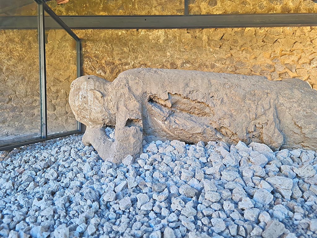 North-west side of Via delle Tombe. October 2024. Victim 30. Detail of upper body from plaster cast. Photo courtesy of Giuseppe Ciaramella.