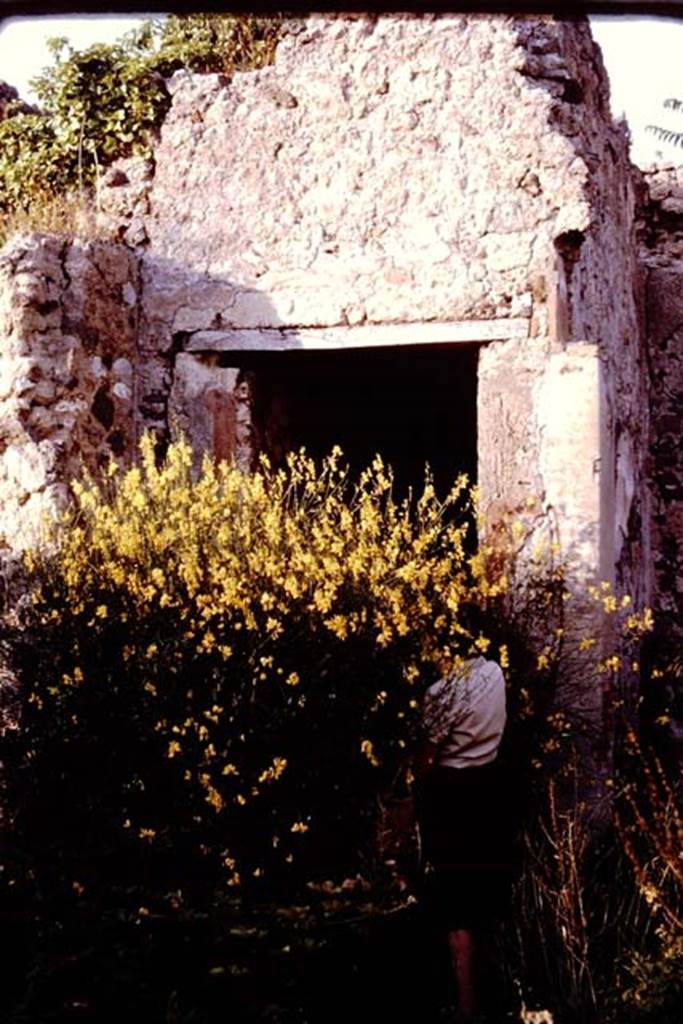 I.2.10 Pompeii. 1964. Looking east towards large plant (broom) blocking entrance to corridor to rear, and garden area. Photo by Stanley A. Jashemski.
Source: The Wilhelmina and Stanley A. Jashemski archive in the University of Maryland Library, Special Collections (See collection page) and made available under the Creative Commons Attribution-Non Commercial License v.4. See Licence and use details. J64f0908