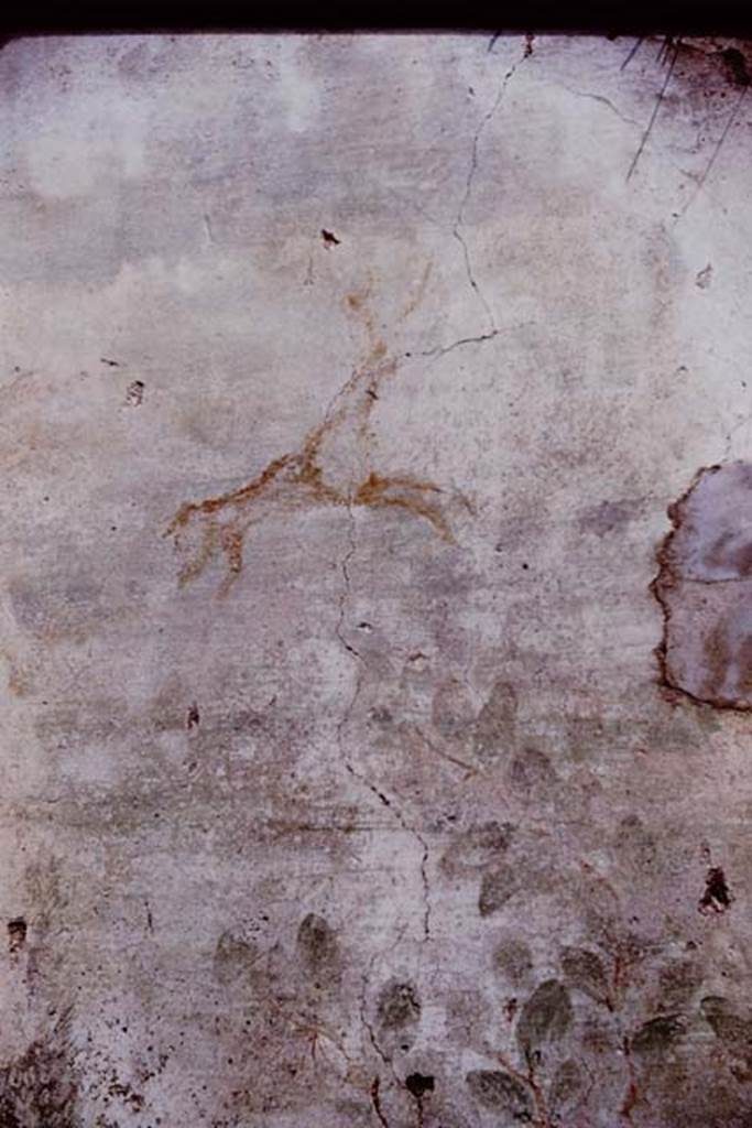 I.6.13 Pompeii. 1964. Detail from north wall. Photo by Stanley A. Jashemski.
Source: The Wilhelmina and Stanley A. Jashemski archive in the University of Maryland Library, Special Collections (See collection page) and made available under the Creative Commons Attribution-Non Commercial License v.4. See Licence and use details.
J64f1202