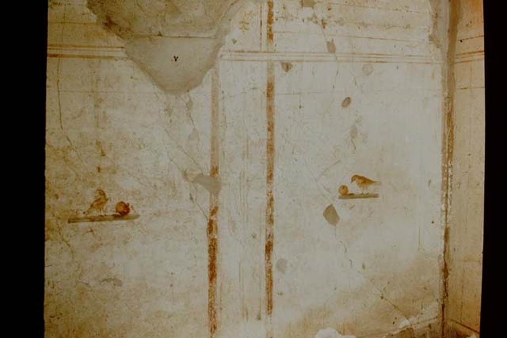 I.7.5 Pompeii. 1957. North wall of cubiculum, on east side of entrance vestibule. Photo by Stanley A. Jashemski.
Source: The Wilhelmina and Stanley A. Jashemski archive in the University of Maryland Library, Special Collections (See collection page) and made available under the Creative Commons Attribution-Non Commercial License v.4. See Licence and use details.
J57f0244
