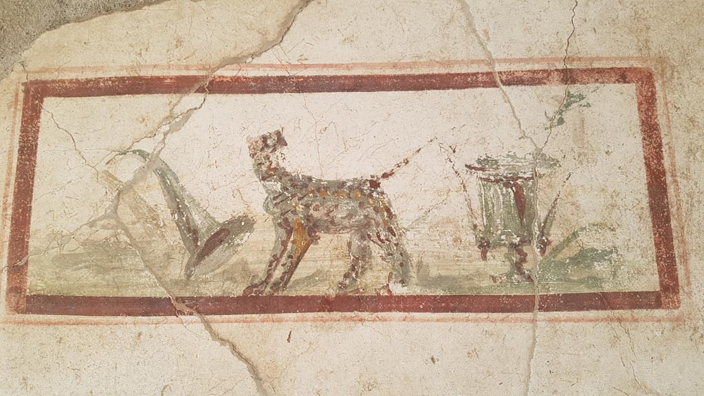 I.7.11 Pompee. August 2023.
East wall of cubiculum to south-east of atrium, wall painting of the attributes of Dionysus, panther, cup and horn of plenty.
Photo courtesy of Maribel Velasco.
