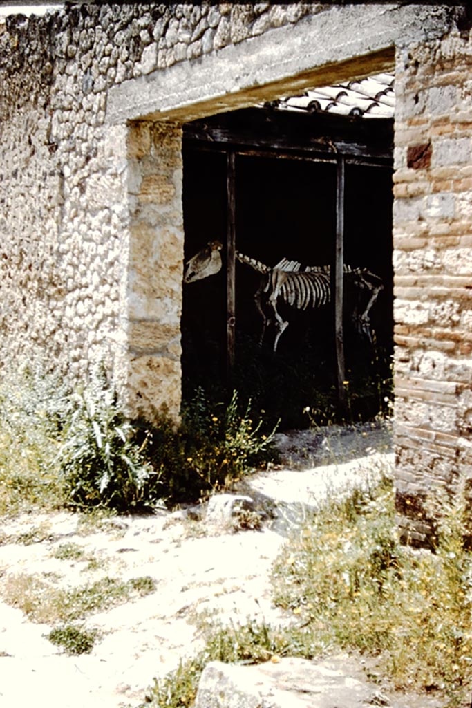 I.8.12 Pompeii. 1961.
Entrance doorway and skeleton of horse or donkey, on display. Photo by Stanley A. Jashemski.
Source: The Wilhelmina and Stanley A. Jashemski archive in the University of Maryland Library, Special Collections (See collection page) and made available under the Creative Commons Attribution-Non Commercial License v.4. See Licence and use details.
J61f0340