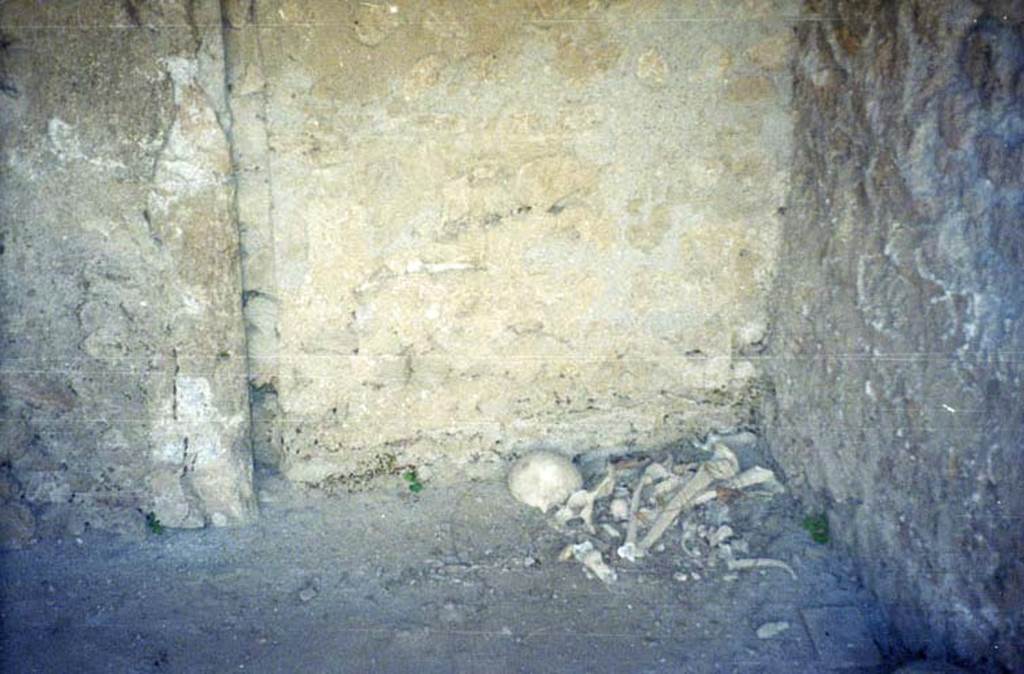 I.8.12 Pompeii. July 2011. Remains of skeleton laying in south-west corner of stable. Photo courtesy of Rick Bauer.