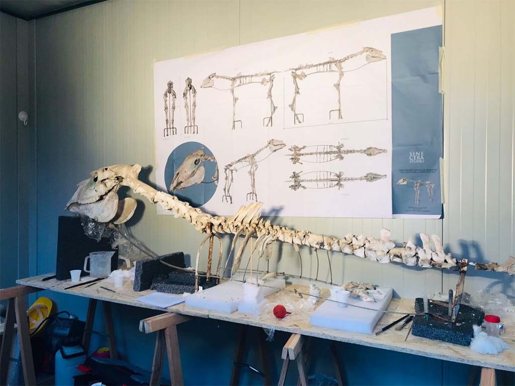 I.8.12 Pompeii. 2022. Skeleton of the horse in the laboratory. Photograph © Parco Archeologico di Pompei.
The Archaeological Park of Pompeii has undertaken its restoration together with a plan for a new display which will allow it to be properly valorised.
The working methodology began with a laser scan of the horse, in order to create a 3D model and subsequently allow the various pieces to be disassembled, prior to restoration, cleaning and consolidation in the laboratory.
At a later stage, there will be an evaluation regarding which missing parts it would be best to reprint by means of a 3D scan. The entire find will be reassembled in a more scientifically correct position, with a new structure and materials, suitable for the microclimate and therefore able to ensure the necessary conditions for the protection of the horse.
A tactile 3D model for the benefit of the visually impaired will also be prepared that can be touched, along with a differentiation between those parts which have been preserved and those which will be reconstructed, in order to assist in understanding the history of this horse, from its discovery to its restoration, together with an explanation in Braille.
“This is a multidisciplinary intervention, which sees restorers and archaeologists working together, supported in every phase of the operation by an archaeozoologist, in order to conduct a true scientific study of the horse, not addressed in the days of Maiuri, which will be able to yield further and important information on the kinds of animals which were used at Pompeii and on their characteristics.” - emphasises Director of the Park Gabriel Zuchtriegel - “The project of valorising the find within its new display will also make it available to all visitors, with a view to maximum accessibility and inclusivity, and raise awareness of the restoration work conducted at the Park”.
See http://pompeiisites.org/en/comunicati/the-restoration-of-maiuris-horse/
Vedi http://pompeiisites.org/comunicati/il-restauro-del-cavallo-di-maiuri/