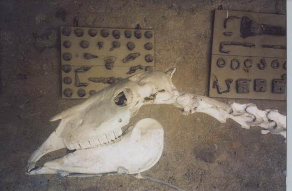 I.8.12 Pompeii. July 2011. Detail of skull of skeleton of horse, or donkey. On the rear wall are the agricultural implements. Photo courtesy of Rick Bauer.