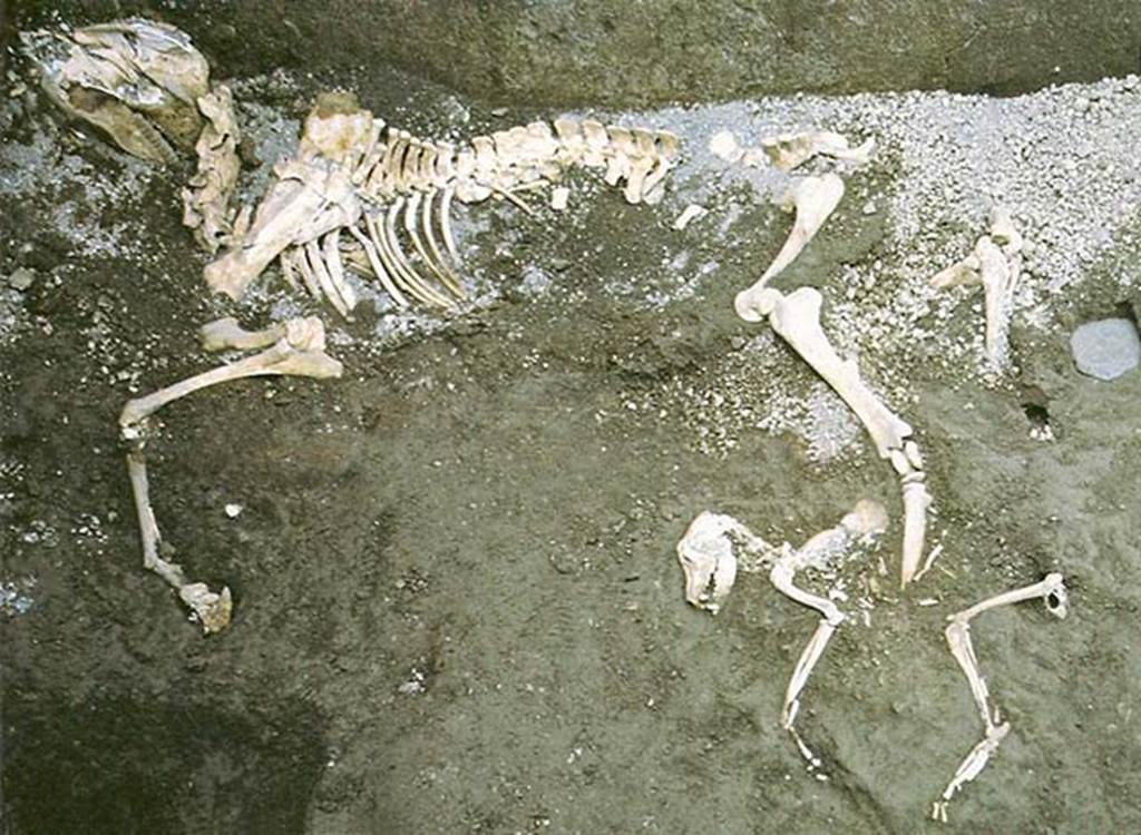 I.9.12 Pompeii. 1995. Room 2. The remains of a donkey with a dog at its feet.
These were found in the room on the west side of the fauces or entrance corridor, which was being used as a stable.
See Berry, J. Ed., 1998. Unpeeling Pompeii. Milan: Electa. p. 63.