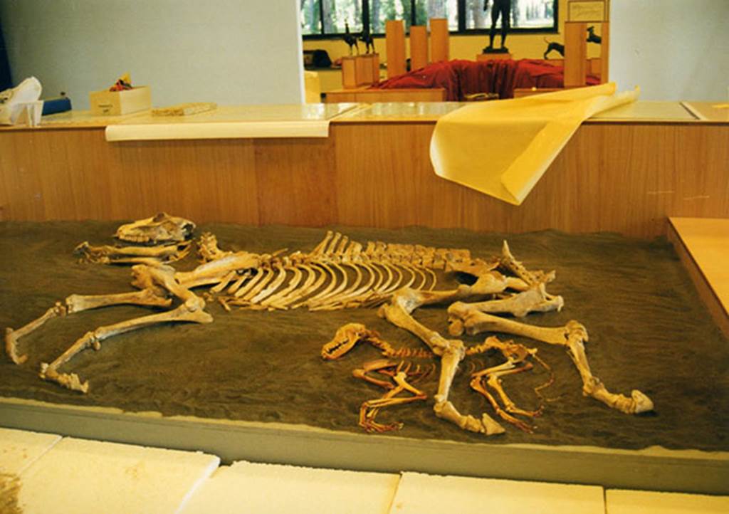 I.9.12 Pompeii. 1995. The skeletal remains of a donkey with a dog at its feet.
Unpeeling Pompeii exhibition 1998. Photo courtesy of Joanne Berry.
See Berry, J. Ed., 1998. Unpeeling Pompeii. Milan: Electa. p. 63.