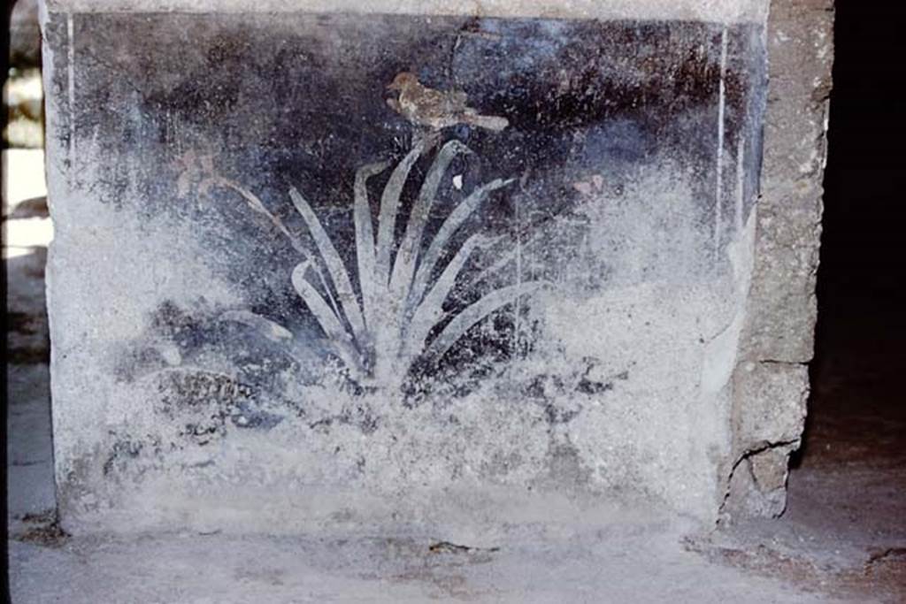 I.10.11 Pompeii. 1959.
Room 2, painted zoccolo with plant and bird from west wall from south side of doorway to room 9. Photo by Stanley A. Jashemski.
Source: The Wilhelmina and Stanley A. Jashemski archive in the University of Maryland Library, Special Collections (See collection page) and made available under the Creative Commons Attribution-Non Commercial License v.4. See Licence and use details.
J59f0281