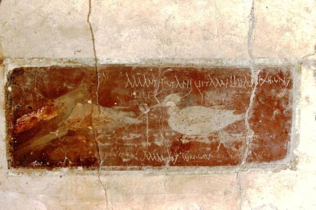 I.10.11 Pompeii. 1959. Room 10, east wall of peristyle, on south side of doorway to room 13. Painting of ducks with graffito. CIL IV 8408 a-c.
“Amantes ut apes vitam melitam exigent.” (Lovers, like bees, make life as sweet as honey).
Photo by Stanley A. Jashemski.
Source: The Wilhelmina and Stanley A. Jashemski archive in the University of Maryland Library, Special Collections (See collection page) and made available under the Creative Commons Attribution-Non Commercial License v.4. See Licence and use details.
J59f0292
