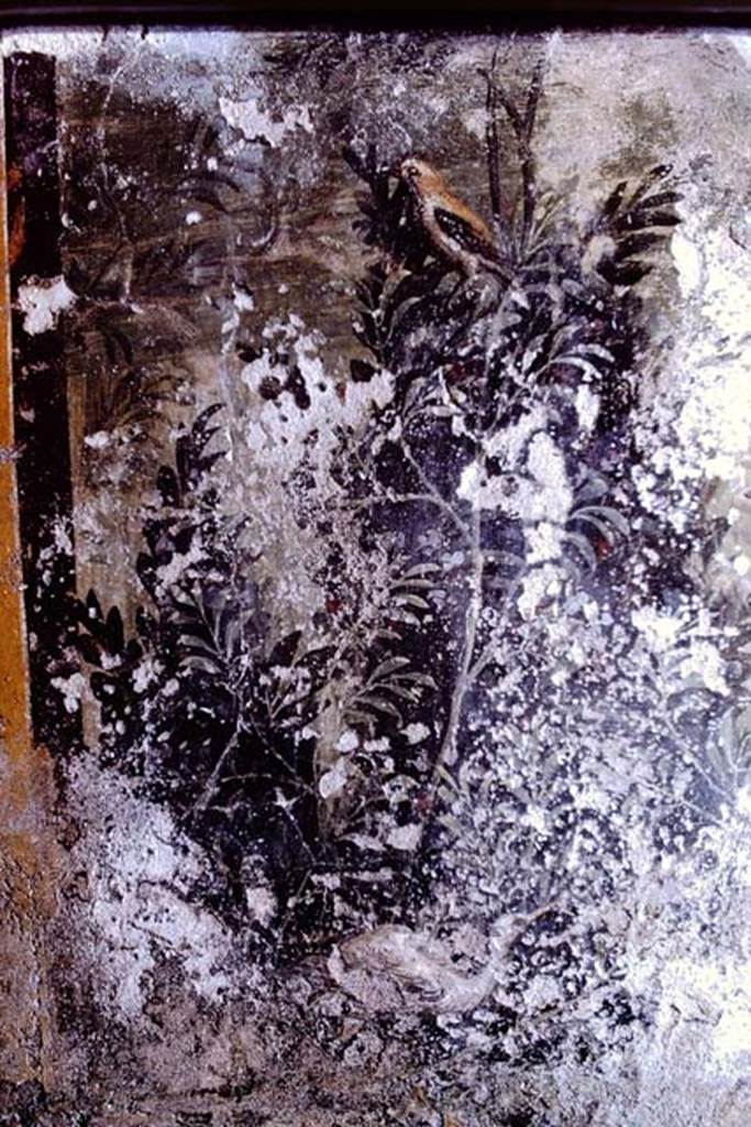 I.11.6 Pompeii. 1972. Room 6, detail from south end of west wall of garden area. Photo by Stanley A. Jashemski.
Source: The Wilhelmina and Stanley A. Jashemski archive in the University of Maryland Library, Special Collections (See collection page) and made available under the Creative Commons Attribution-Non Commercial License v.4. See Licence and use details. J72f0491