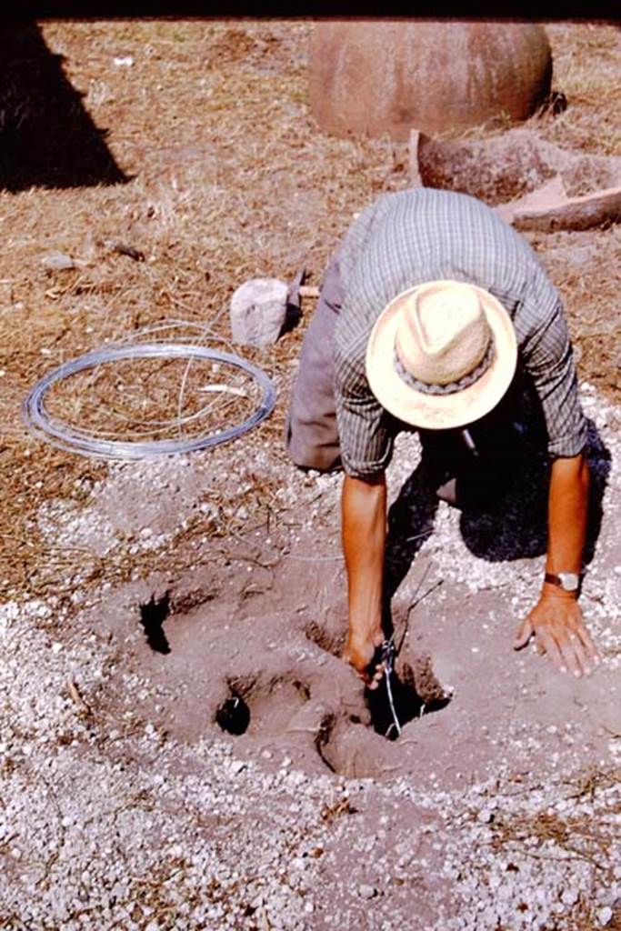 I.11.10 Pompeii. 1964. After digging out the cavity, reinforcing wire is put in and the cavity slowly filled.
Photo by Stanley A. Jashemski.
Source: The Wilhelmina and Stanley A. Jashemski archive in the University of Maryland Library, Special Collections (See collection page) and made available under the Creative Commons Attribution-Non Commercial License v.4. See Licence and use details.
J64f1675