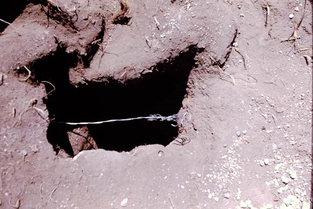 I.11.10 Pompeii. 1964. Cavity with reinforcing wire. Photo by Stanley A. Jashemski.
Source: The Wilhelmina and Stanley A. Jashemski archive in the University of Maryland Library, Special Collections (See collection page) and made available under the Creative Commons Attribution-Non Commercial License v.4. See Licence and use details.
J64f1676