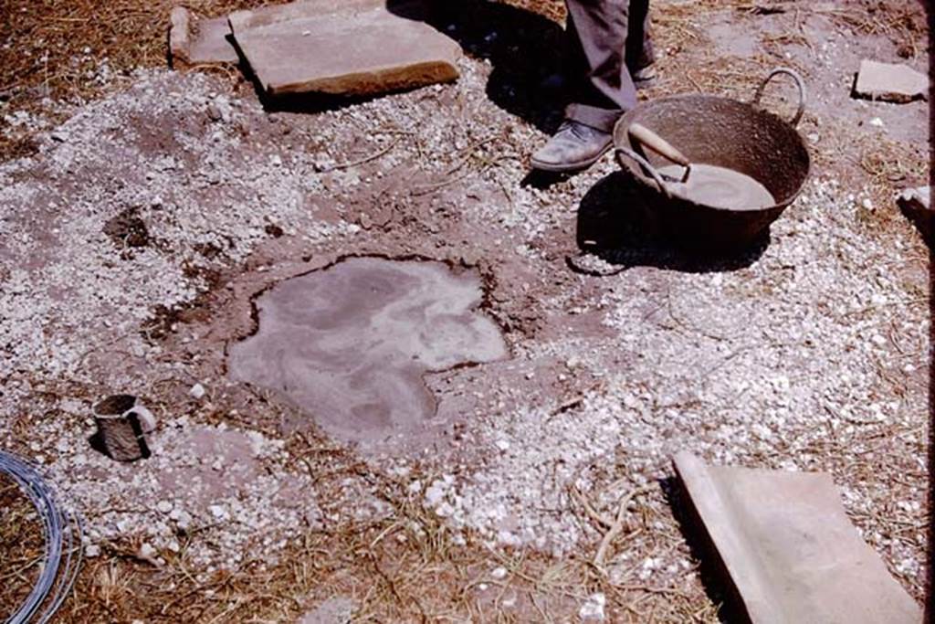 I.11.10 Pompeii. 1964. Full root cavity. Photo by Stanley A. Jashemski.
Source: The Wilhelmina and Stanley A. Jashemski archive in the University of Maryland Library, Special Collections (See collection page) and made available under the Creative Commons Attribution-Non Commercial License v.4. See Licence and use details.
J64f1695