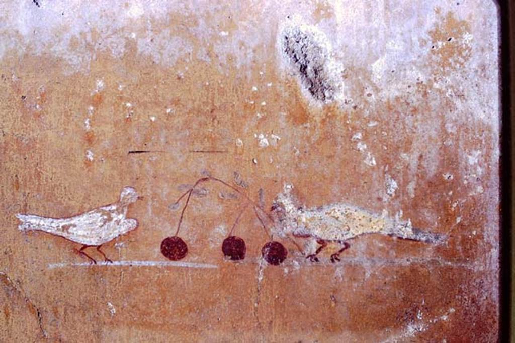 I.13.11 Pompeii, 1968. Detail of vignettes of doves with cherries, from south end of painted panel on west wall. Photo by Stanley A. Jashemski.
Source: The Wilhelmina and Stanley A. Jashemski archive in the University of Maryland Library, Special Collections (See collection page) and made available under the Creative Commons Attribution-Non Commercial License v.4. See Licence and use details. J68f1995
(Note: on the original Jashemski slides, there is no identification mark for the three photos, J68f1993-4-5).