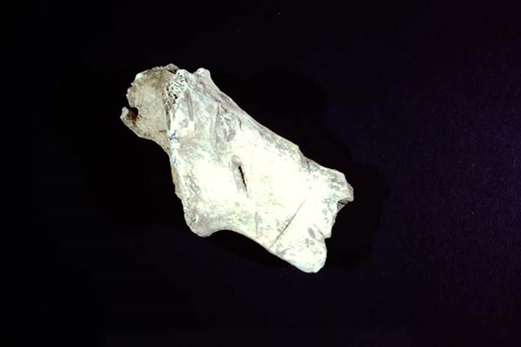 1.14.2, Pompeii. 1974. Bone with “cleaver” marks. Photo by Stanley A. Jashemski.
Source: The Wilhelmina and Stanley A. Jashemski archive in the University of Maryland Library, Special Collections (See collection page) and made available under the Creative Commons Attribution-Non-Commercial License v.4. See Licence and use details.
J74f0476
According to Wilhelmina, “Between the round table and the triclinium, we uncovered detailed evidence of the last meals enjoyed under this vine-covered arbour, etc. …… There were however, a number of large bones identified as domestic cow and wild boar or pig, which indicated that more desirable food had also been enjoyed; the cleaver marks on the bones showed that they had been split to obtain the marrow, an ancient delicacy.”
“Both in the backfill and buried at the base of the large limestone block in the south-west part of the garden, more bones of cow, wild boar or pig, and also of sheep or goat, as well as various shells were found.”
See Jashemski, W. F., 1979. The Gardens of Pompeii, vol.1. New York: Caratzas. (p.95-96).