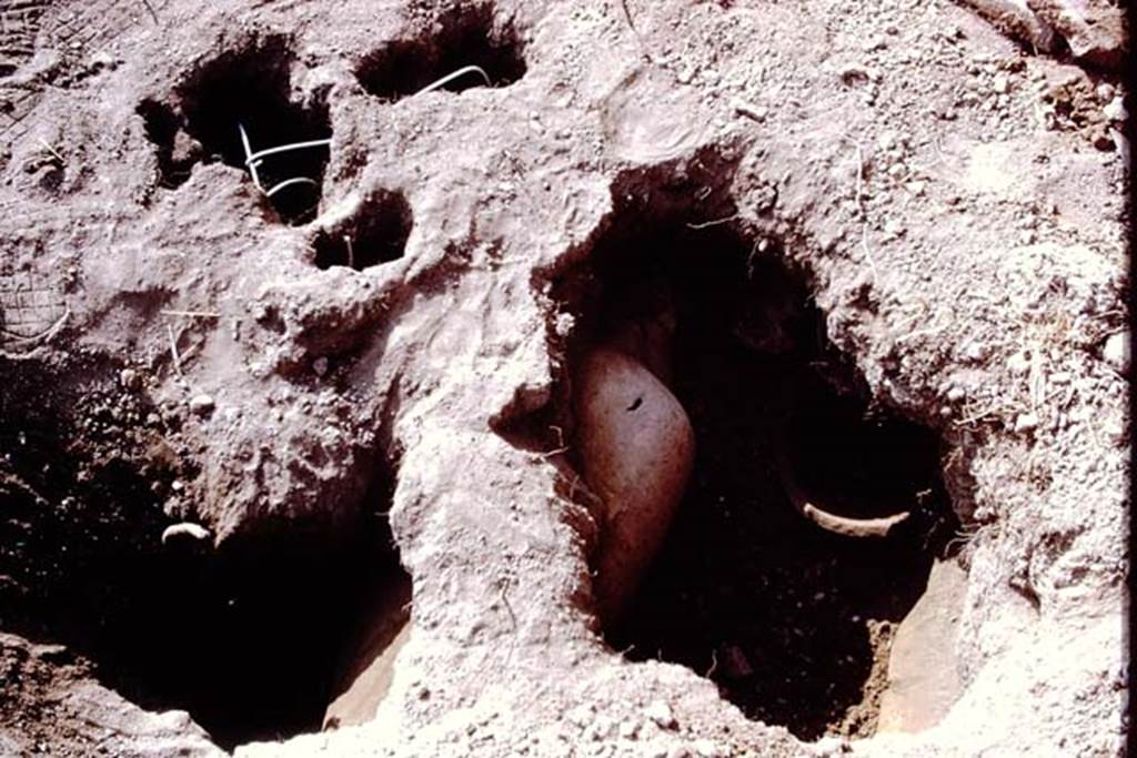 I.14.2 Pompeii. 1972. Cleaned root cavities waiting to be filled, top of photo, and finding of a buried amphora. Photo by Stanley A. Jashemski.
Source: The Wilhelmina and Stanley A. Jashemski archive in the University of Maryland Library, Special Collections (See collection page) and made available under the Creative Commons Attribution-Non Commercial License v.4. See Licence and use details. J72f0479
According to Wilhelmina, “at the rear of the garden was a large limestone block which probably was used as a rustic altar. A few coins were found nearby, then a buried amphora with its mouth carefully closed by a stone, although it proved to be empty. The large tree root near the south wall had the appearance of an olive tree of over 100 years old. Fragments of planting pots were found near the north wall, which had been badly damaged by the original excavators. A roof tile found in the garden had the paw-print of a dog, which had been pressed into the wet tile before it had been fired.”