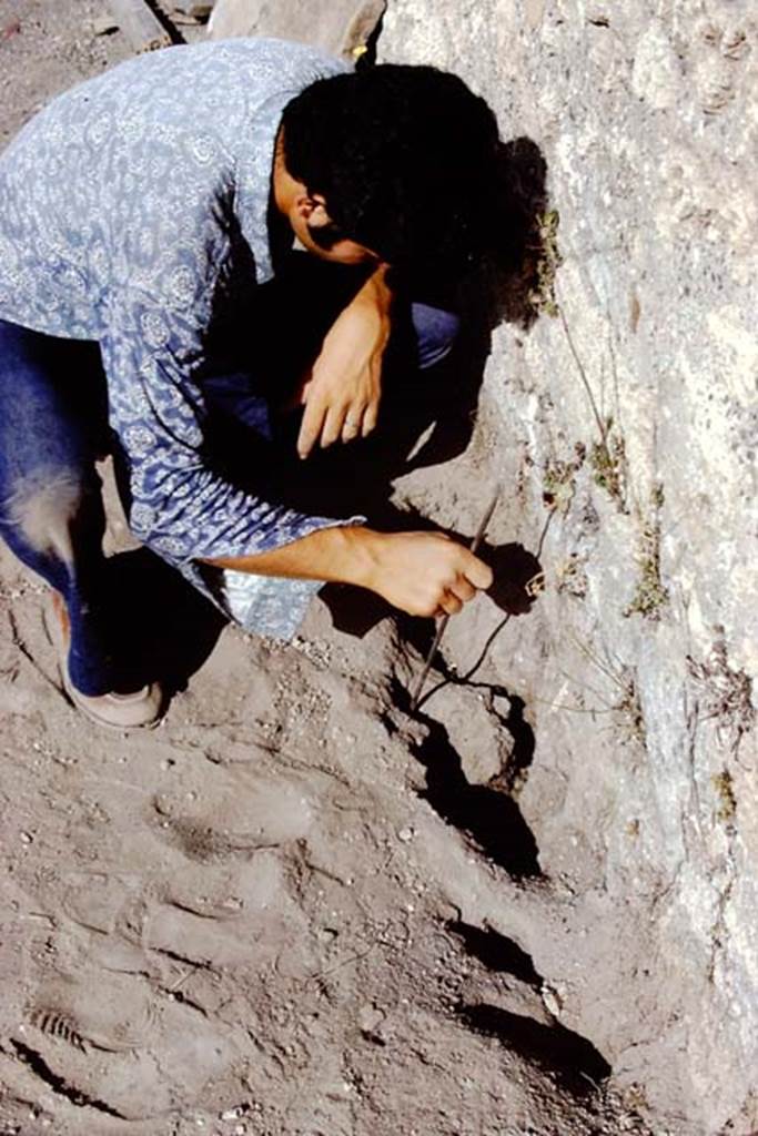 I.14.2 Pompeii. 1972. Digging out of large tree root cavity, found near the south wall. Photo by Stanley A. Jashemski.
Source: The Wilhelmina and Stanley A. Jashemski archive in the University of Maryland Library, Special Collections (See collection page) and made available under the Creative Commons Attribution-Non Commercial License v.4. See Licence and use details. J72f0412