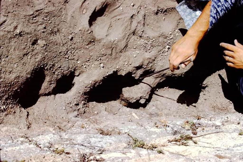 I.14.2 Pompeii. 1972. Digging out of large tree root cavity, found near the south wall.
Photo by Stanley A. Jashemski.
Source: The Wilhelmina and Stanley A. Jashemski archive in the University of Maryland Library, Special Collections (See collection page) and made available under the Creative Commons Attribution-Non Commercial License v.4. See Licence and use details. J72f0413