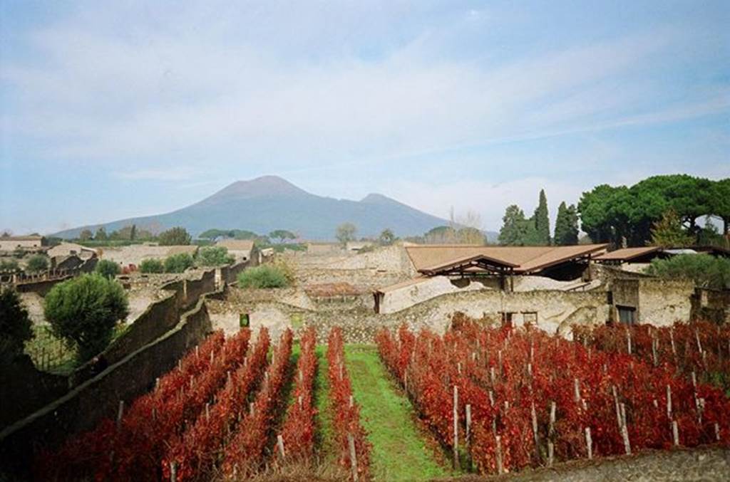 I.20.1 Pompeii. November 2009. Looking north across the vineyard of the Inn of the Gladiators. Photo courtesy of Rick Bauer.