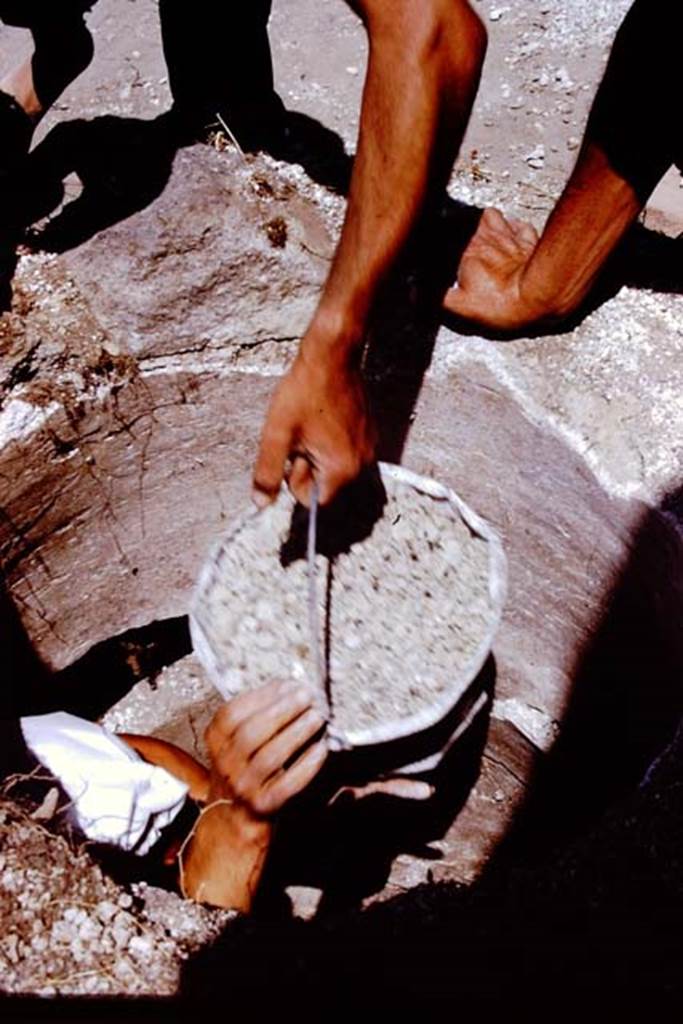 I.20.5 Pompeii. 1972. A bucketful of lapilli from the cistern. Photo by Stanley A. Jashemski.
Source: The Wilhelmina and Stanley A. Jashemski archive in the University of Maryland Library, Special Collections (See collection page) and made available under the Creative Commons Attribution-Non Commercial License v.4. See Licence and use details. J72f0159