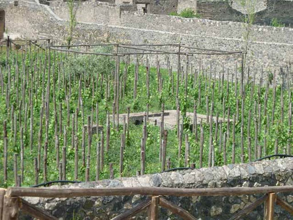 I.22.2 Pompeii. May 2010. Large garden or orchard with triclinium, looking north-east from rear.