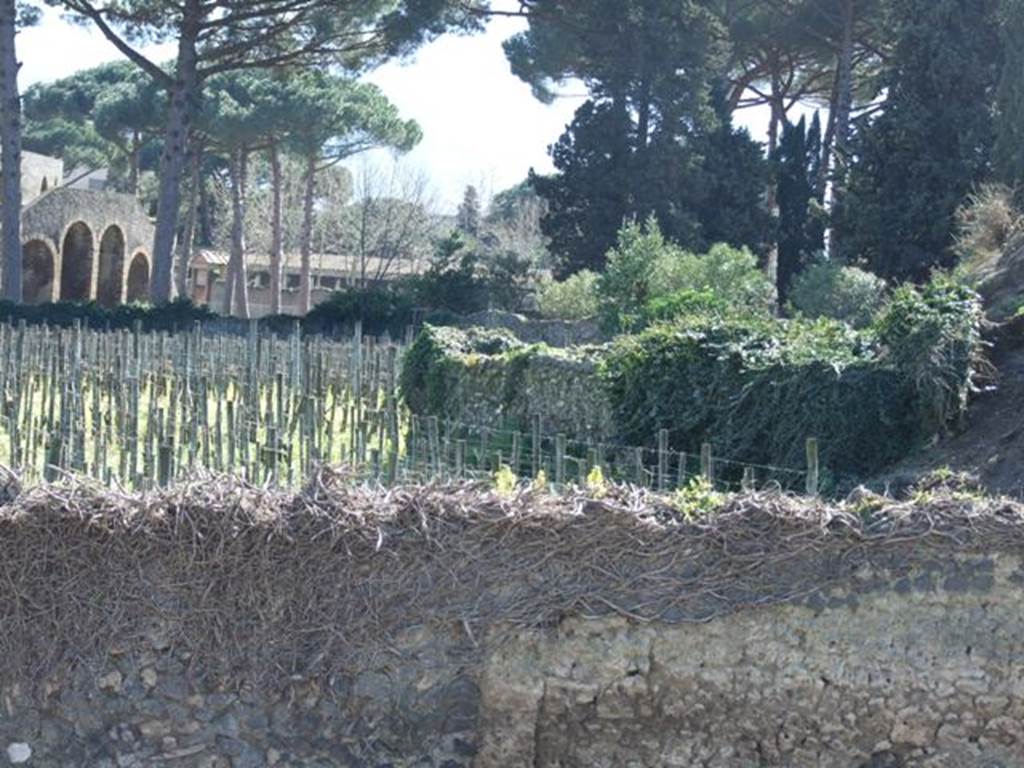 II.5.3 Pompeii. March 2009. Looking south over wall across vineyard.