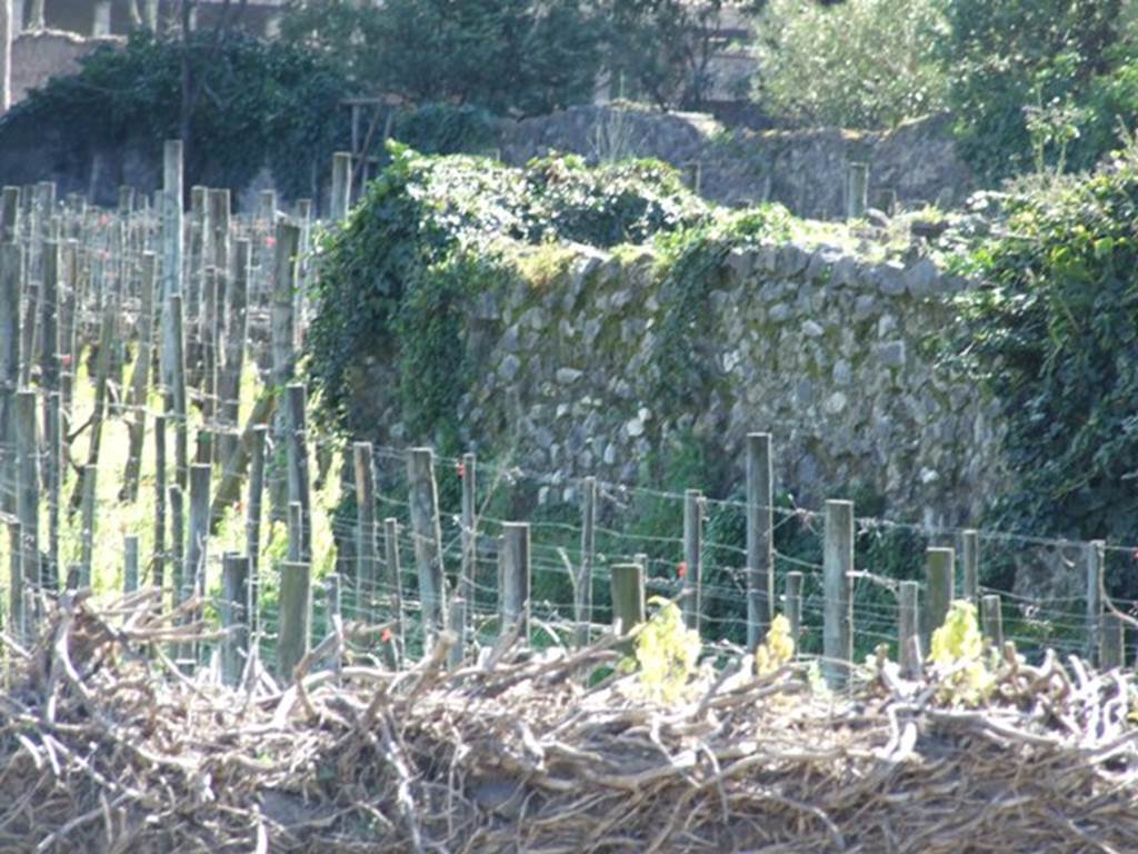 II.5.3 Pompeii. March 2009. Looking south over wall across vineyard.