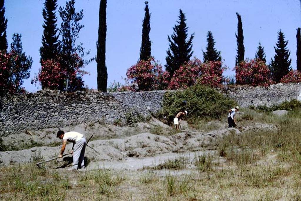II.5 Pompeii. 1966. Excavating near the west wall. Photo by Stanley A. Jashemski.
Source: The Wilhelmina and Stanley A. Jashemski archive in the University of Maryland Library, Special Collections (See collection page) and made available under the Creative Commons Attribution-Non Commercial License v.4. See Licence and use details.
J66f0370