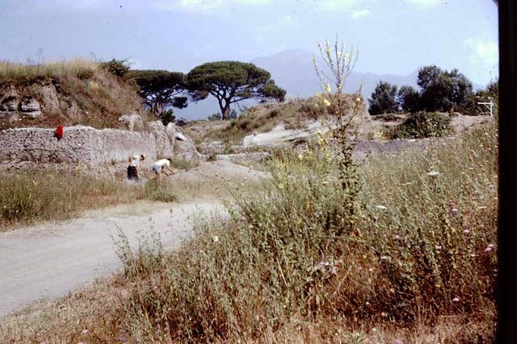 II.5 Pompeii. 1966. Looking north towards the east wall of the unexcavated structure in north-west corner. Wilhelmina’s first complete row of small root cavities were found along this east wall. Photo by Stanley A. Jashemski.
Source: The Wilhelmina and Stanley A. Jashemski archive in the University of Maryland Library, Special Collections (See collection page) and made available under the Creative Commons Attribution-Non Commercial License v.4. See Licence and use details.
J66f0405