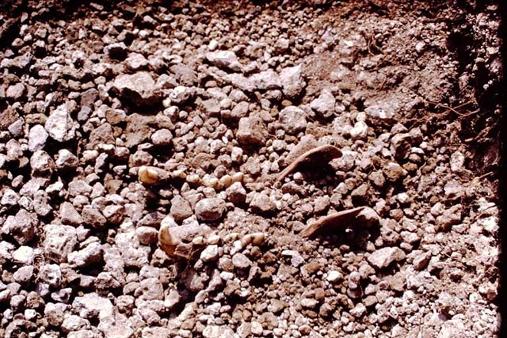 II.5 Pompeii. 1970. Animal bones found in the soil. Photo by Stanley A. Jashemski.
Source: The Wilhelmina and Stanley A. Jashemski archive in the University of Maryland Library, Special Collections (See collection page) and made available under the Creative Commons Attribution-Non Commercial License v.4. See Licence and use details.
J70f0608