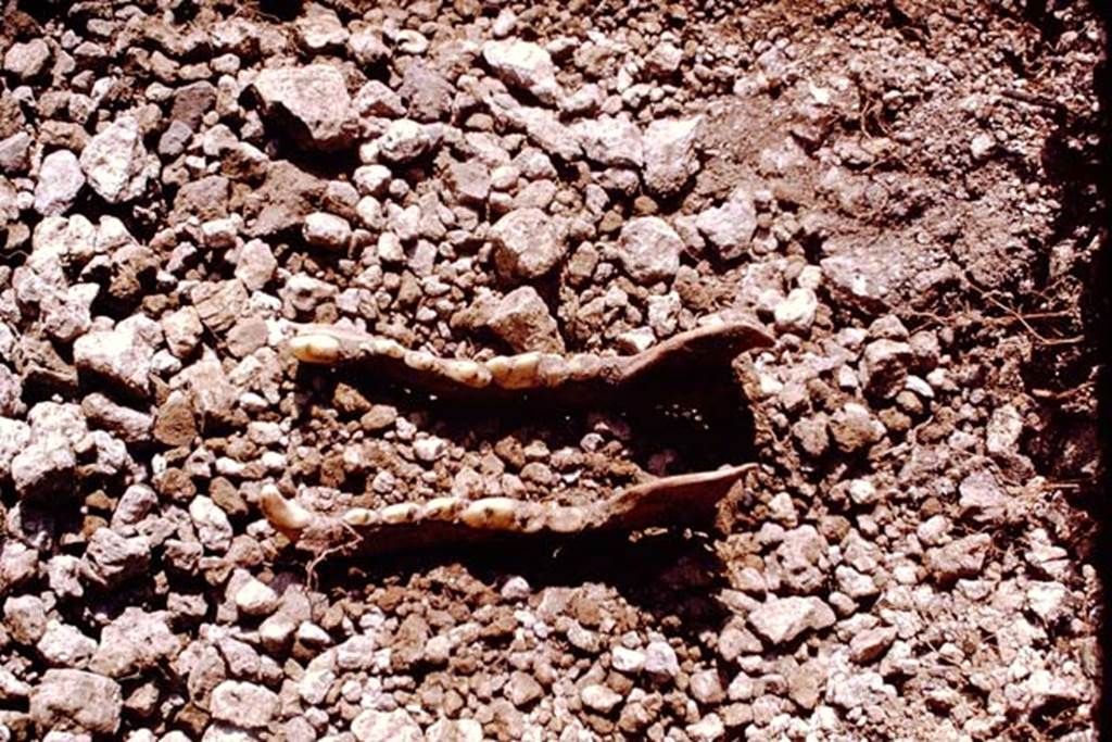 II.5 Pompeii. 1970. Animal bones found in the soil. Photo by Stanley A. Jashemski.
According to Wilhelmina, a total of 52 bones were found in this vineyard, representing domestic cow, horse, wild boar, domestic dog, sheep, domestic cat and perhaps, goat.
It was probably the presence of bones in the limited area that had been uncovered, that had led the first excavators to name this site, the Foro Boario. Since her excavation had shown that this identification was not valid, the presence of bones must be otherwise explained. This was made the more difficult by the fact that many of the bones were not found in their original location, but were mixed in the backfill which the earlier excavators had pushed over a good part of the site. Upon examination, some of the bones showed cleaver or tool marks, so it began to look as if these bones were the remains of meals eaten at the triclinia. The dog and cat bones could have been the vintner’s pets
Source: The Wilhelmina and Stanley A. Jashemski archive in the University of Maryland Library, Special Collections (See collection page) and made available under the Creative Commons Attribution-Non Commercial License v.4. See Licence and use details.
J70f0609