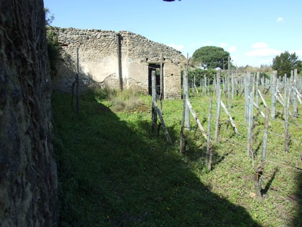II.5.5. Pompeii. March 2009. Looking over wall in Vicolo dell’Anfiteatro.
The vineyard and remains of Triclinium on south side of the building where wine was made.