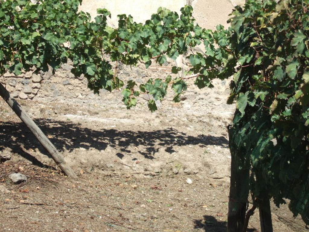 II.5.5 Pompeii. September 2005. Triclinium amongst the vines