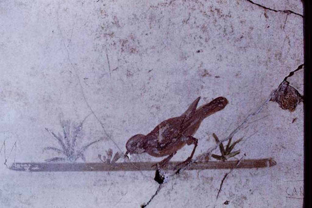 III.2.1 Pompeii. 1968. Room 5, bird painting in ala.
Photo by Stanley A. Jashemski.
Source: The Wilhelmina and Stanley A. Jashemski archive in the University of Maryland Library, Special Collections (See collection page) and made available under the Creative Commons Attribution-Non Commercial License v.4. See Licence and use details.
J68f0397