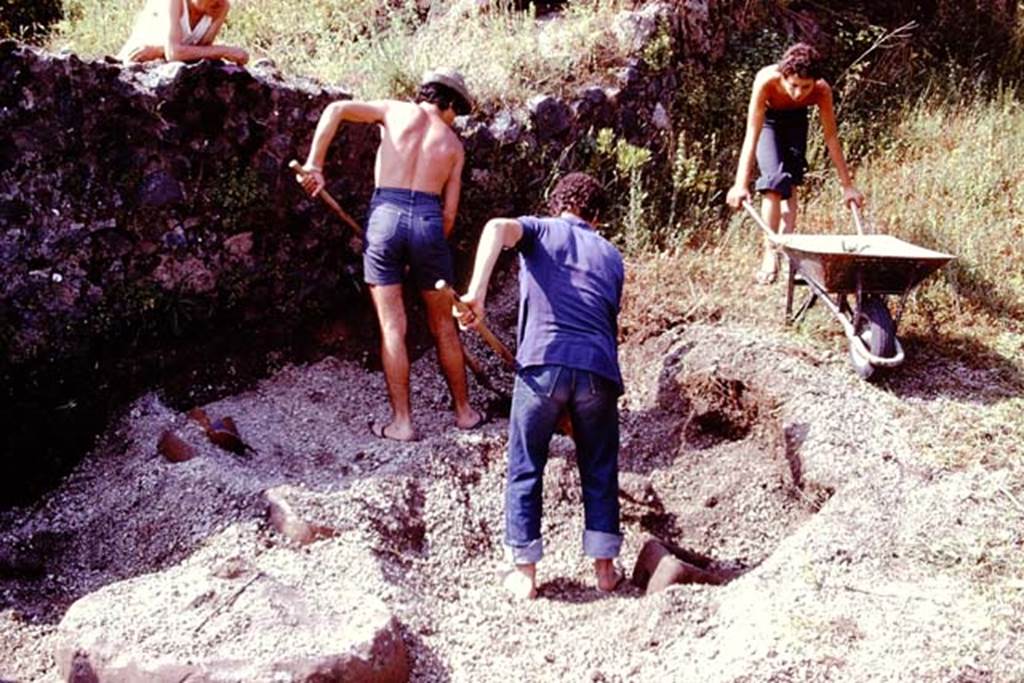 III.7 Pompeii. 1976. Working near the south wall. Photo by Stanley A. Jashemski.
Source: The Wilhelmina and Stanley A. Jashemski archive in the University of Maryland Library, Special Collections (See collection page) and made available under the Creative Commons Attribution-Non Commercial License v.4. See Licence and use details. J76f0328