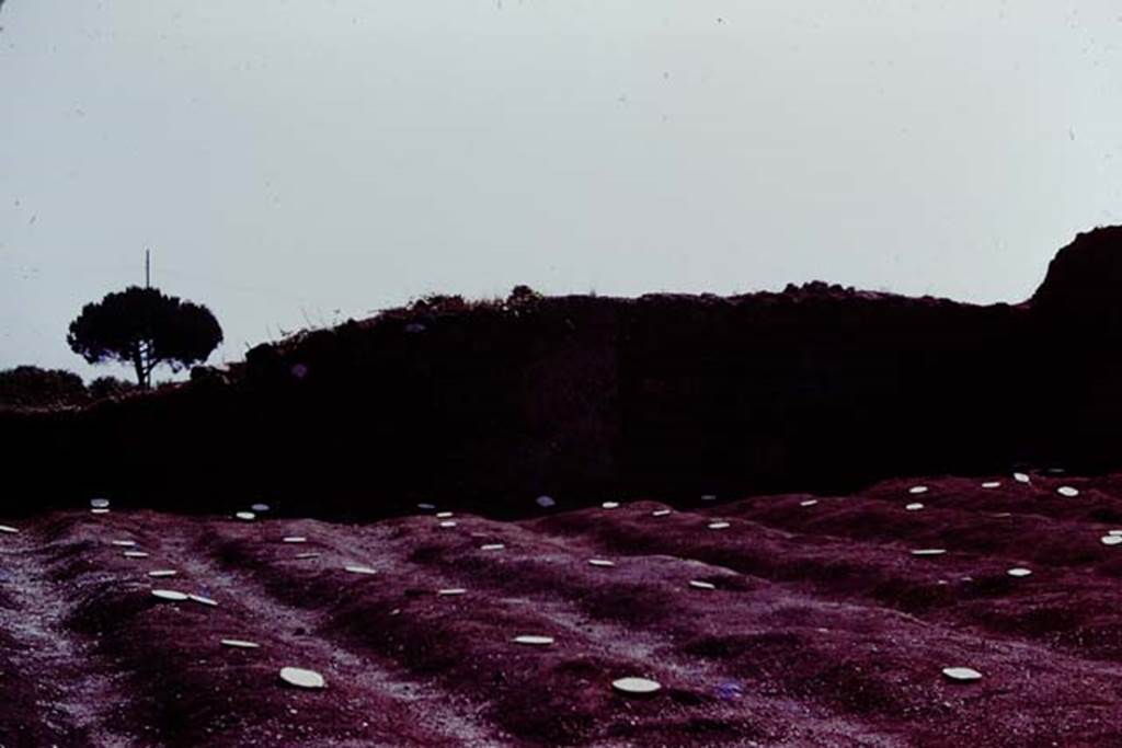 III.7 Pompeii. 1976. Looking across furrows and root cavities, marked and protected by painted stones. Photo by Stanley A. Jashemski.
Source: The Wilhelmina and Stanley A. Jashemski archive in the University of Maryland Library, Special Collections (See collection page) and made available under the Creative Commons Attribution-Non Commercial License v.4. See Licence and use details. J76f0462